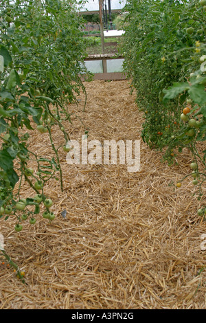 Straw mulch helps to control weeds and disease in poly tunnel Stock Photo