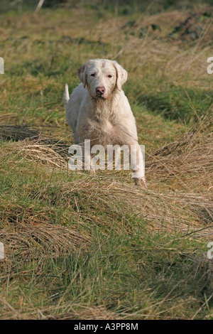 Foxhound running through rough grass fv Stock Photo