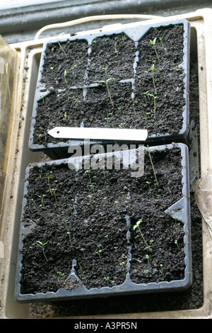 TOMATO SEEDLINGS JUST PUSHING THROUGH SOIL IN PROAGATOR Stock Photo