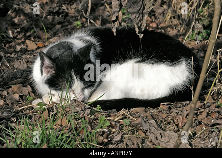 CAT SLEEPING IN SUN Stock Photo