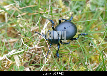 DOR BEETLE GEOTRUPES STERCORARIUS IN GRASS TV Stock Photo