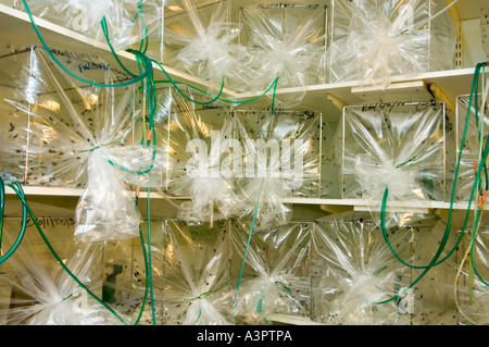 the greenbottle flies are kept in plastic cages and the green pipes deliver pumped air Stock Photo