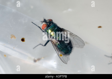 Maggot production, flies feeding on sugar cubes Stock Photo