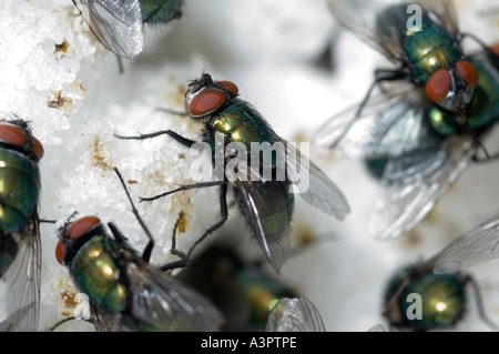 Maggot production, greenbottle/bluebottle flies feeding on sugar cubes Stock Photo