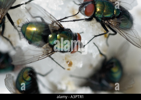 Maggot production, flies feeding on sugar cubes Stock Photo