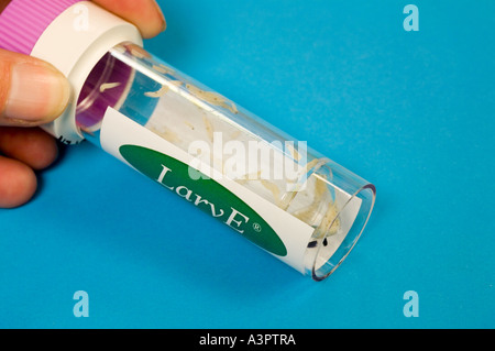 Sterile Maggots in containers ready to ship out to doctors surgeries and hospitals Stock Photo