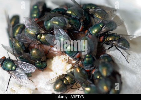 Green bottle flies laying eggs on BSE free liver at sterile maggot production facility Stock Photo