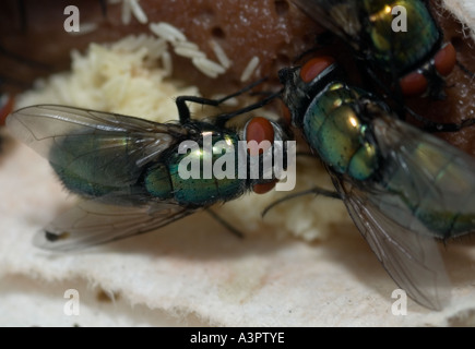 green bottle flies lay eggs on Liver at sterile maggot production facility. Stock Photo