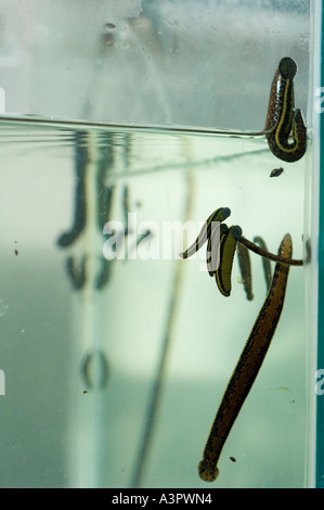 Production tank of medicinal leeches Stock Photo