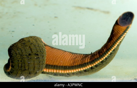 Production tank of medicinal leeches Stock Photo