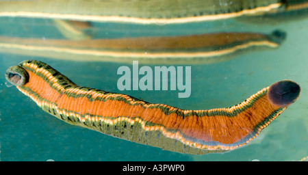 Production tank of medicinal leeches Stock Photo