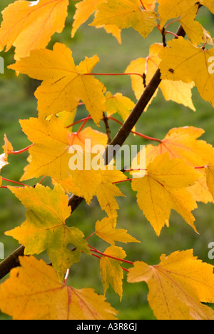 Yellow  sycamore  leaves autumn  Bedgebury National Pinetum  Kent UK Stock Photo