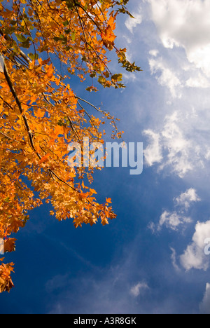 Sycamore tree  autumn Bedgebury National Pinetum UK  Kent Stock Photo