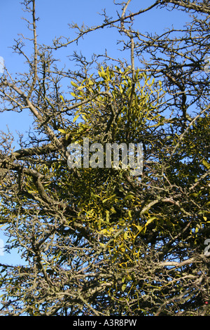 VISCUM ALBUM . MISTLETOE GROWING IN A HOST TREE. Stock Photo