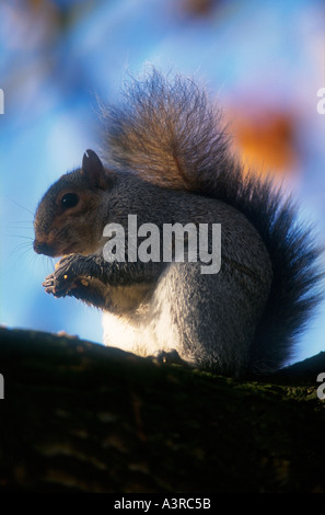 Grey Squirrel Greenwich park London Eating nuts on a tree Sciurus Carolinensus Stock Photo