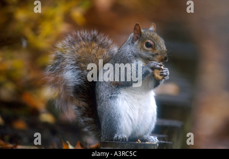 Grey Squirrel Greenwich park London Eating nuts on a tree Sciurus Carolinensus Stock Photo