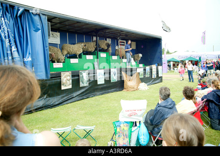 Sheep Breeds Norfolk Show England UK 2004 Stock Photo