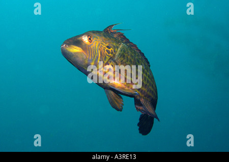 Cocktail wrasse Pteragogus flagellifer Munsom island Jeju Do South Korea East Sea Stock Photo