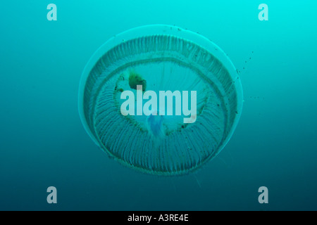 Jellyfish Munsom island Jeju Do South Korea East Sea Stock Photo