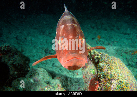 Red grouper Epinephelus morio Abrolhos National Marine Sanctuary Brazil South Atlantic Stock Photo