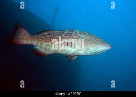 Black grouper Mycteroperca bonaci Abrolhos National Marine Sanctuary Bahia Brazil South Atlantic Stock Photo