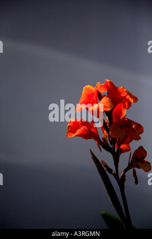 Vivid orange Gladioli against a wall in a shaft of sunlight Stock Photo