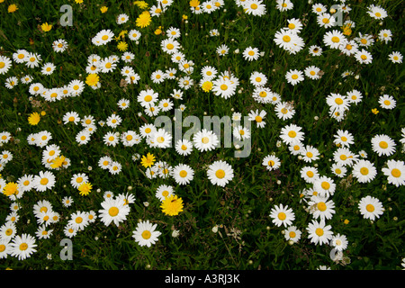 Ox-eye daisies, moonflowers leucanthemum vulgare in meadow grass.