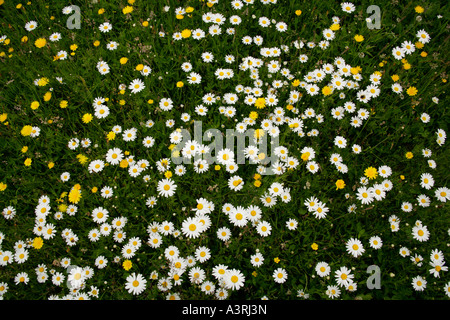 Massed ox-eyed daisies, moonflowers leucanthemum vulgare in meadow grass.