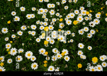 Ox-eye daisies, moonflowers leuchanthemum vulgare in meadow grass.