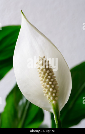Close up flower of Peace Lily spathiphyllum against green leaves. Stock Photo