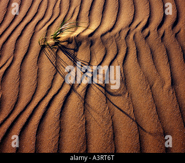 Dune grass influencing the wind ripples made in the sand. Stock Photo