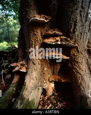 Ganoderma australe bracket fungi growing on a tree Kent, England, UK.