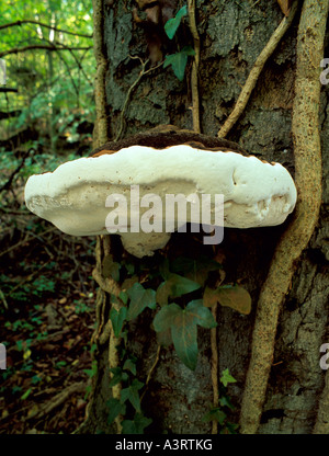 Ganoderma australe bracket fungi growing on a beech tree Kent England UK