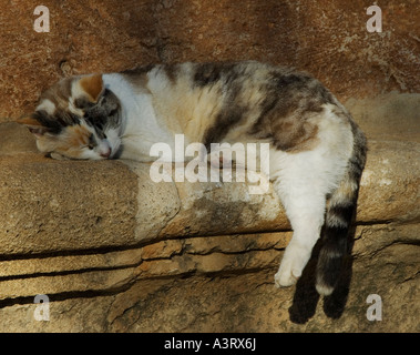 Cat sleeping in the sun at the Alhambra Palace, Granada, Spain Stock Photo