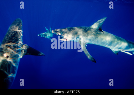 Galapagos sharks Carcharhinus galapagensis North Shore of Oahu Hawaii USA North Pacific Stock Photo