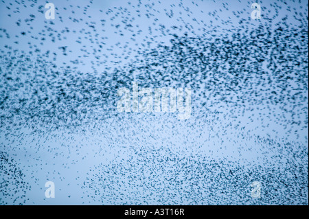 Starlings flocking prior to roost, near Kendal, Cumbria, UK Stock Photo