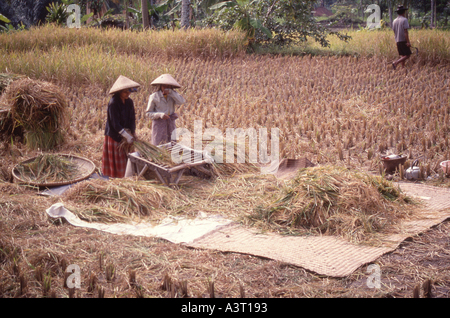 Indonesia Java Harvest time in a Javanese village Stock Photo