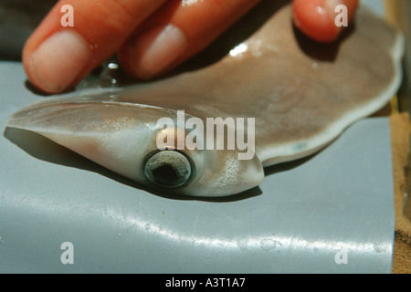 Live scalloped hammerhead Sphyrna lewini pup being measured for scientific research eye detail Kaneohe Bay Oahu Hawaii USA Stock Photo
