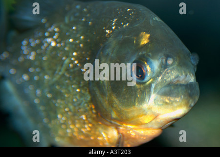 Red piranha Pygocentrus nattereri this species of freshwater characin naturally occurs in South America including the Amazon Stock Photo