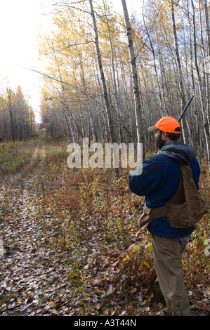 A left handed hunter pursues grouse and woodcock in aspen stands near