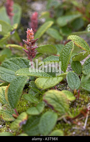 net-leaved willow, netted willow, net-veined willow (Salix reticulata), male plant, blooming Stock Photo
