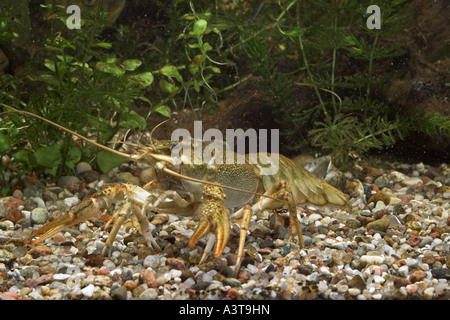 long-clawed crayfish (Astacus leptodactylus) Stock Photo