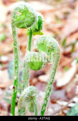 FERN FIDDLEHEADS IN SPRING AT LAUGHING WHITEFISH FALLS STATE SCENIC SITE NEAR SUNDELL MICHIGAN Stock Photo