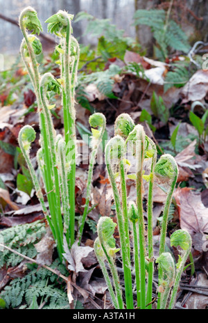 FERN FIDDLEHEADS IN SPRING AT LAUGHING WHITEFISH FALLS STATE SCENIC SITE NEAR SUNDELL MICHIGAN Stock Photo