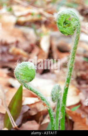 FERN FIDDLEHEADS IN SPRING AT LAUGHING WHITEFISH FALLS STATE SCENIC SITE NEAR SUNDELL MICHIGAN Stock Photo