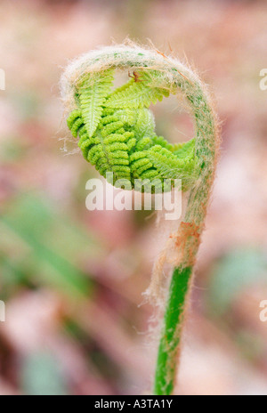 FERN FIDDLEHEAD WITH SPIDER IN SPRING AT LAUGHING WHITEFISH FALLS STATE SCENIC SITE NEAR SUNDELL MICHIGAN Stock Photo