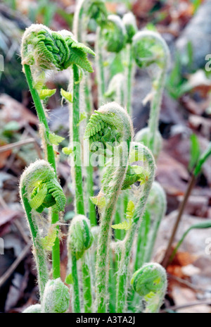 FERN FIDDLEHEADS IN SPRING AT LAUGHING WHITEFISH FALLS STATE SCENIC SITE NEAR SUNDELL MICHIGAN Stock Photo