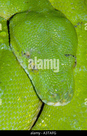 green tree python (Morelia viridis), closeup Stock Photo