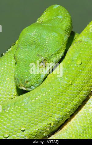 green tree python (Morelia viridis), animal frontal Stock Photo