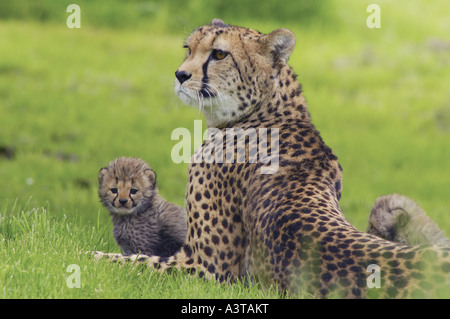 cheetah (Acinonyx jubatus), female with youngs Stock Photo
